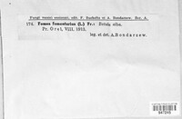 Fomes fomentarius image